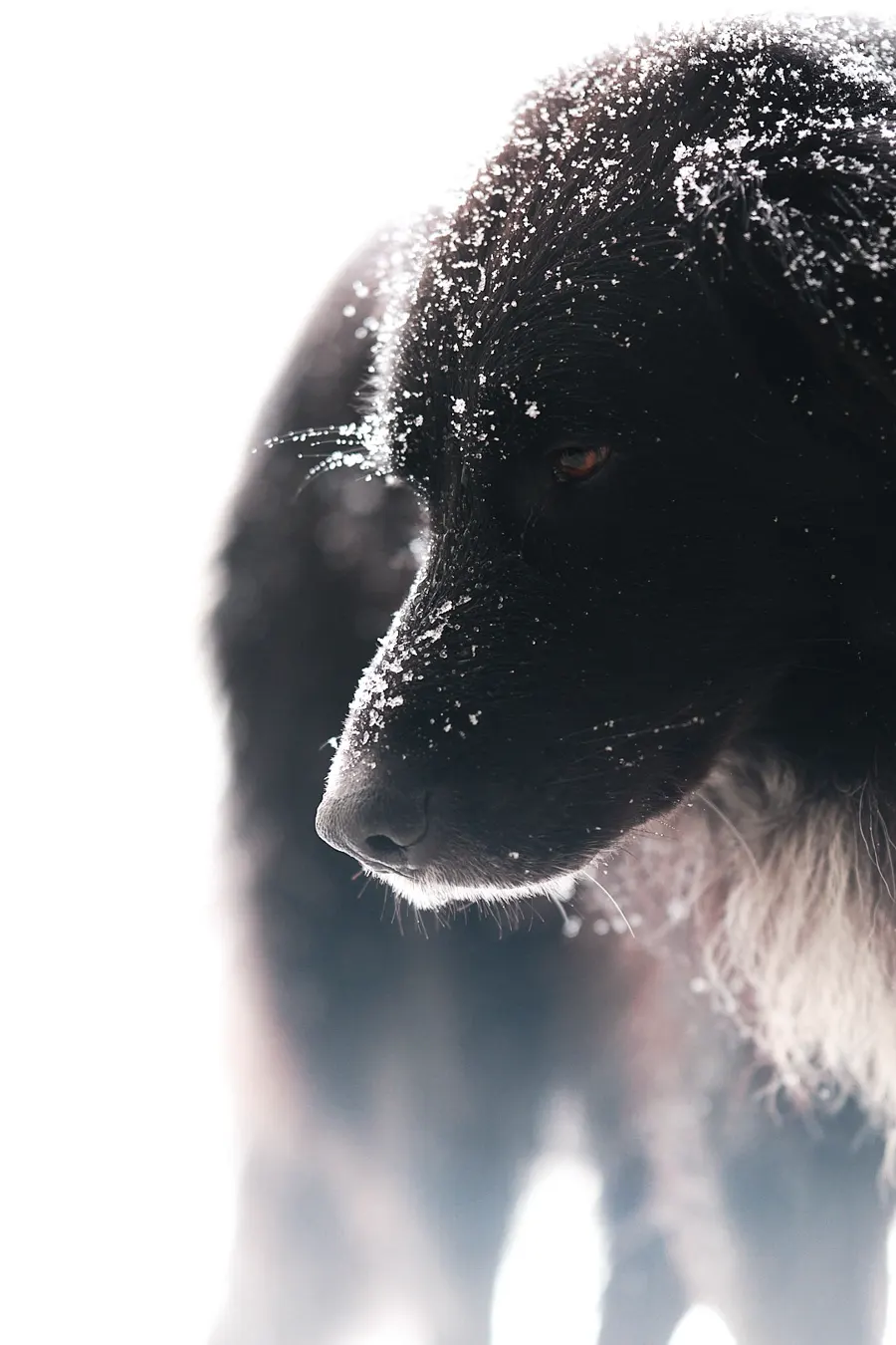 Cane nero controluce con la neve sul pelo