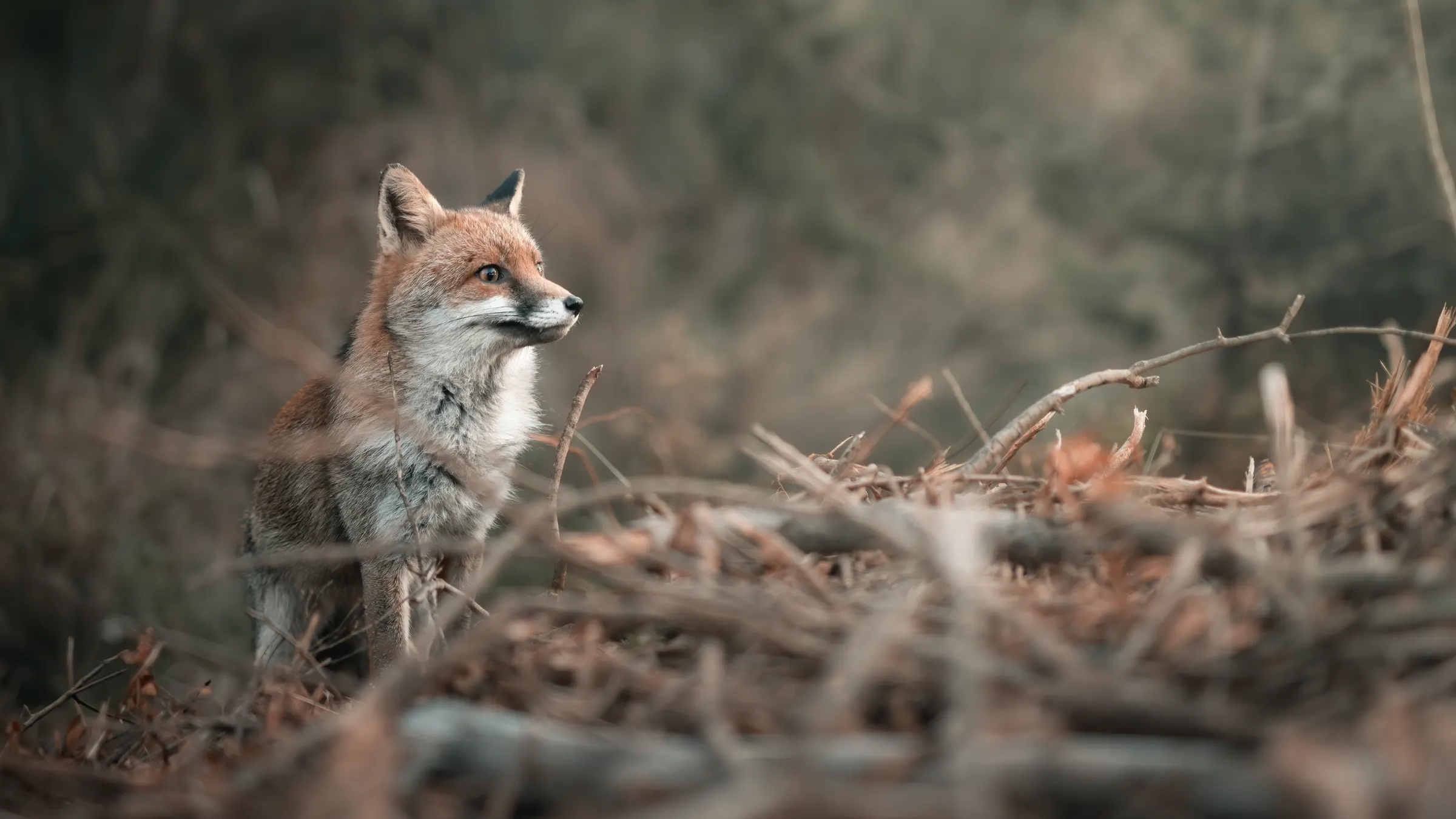 Volpe nel sottobosco, fotografia naturalistica